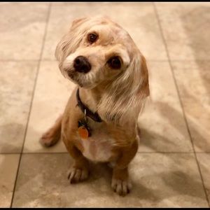 Meet your Posher, Chari